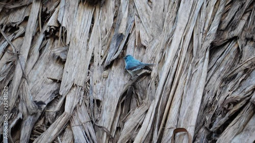 African blue flycatcher - Elminia longicauda photo