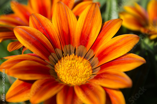 Orange flower close-up  macro shot