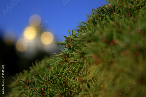 Golden highlights of the Church in the background  away Christmas trees