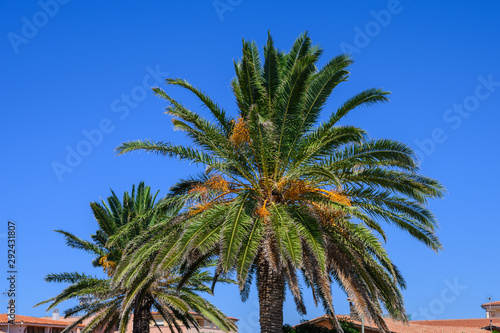 Two palm trees close-up diagonally against the blue sky