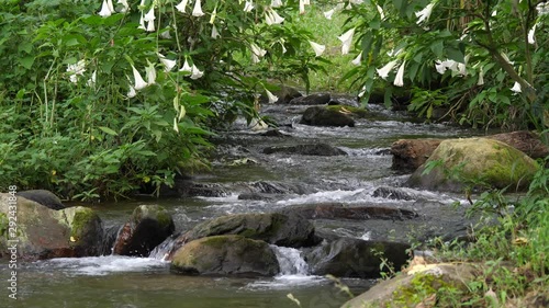 Angel's trumpets, river photo