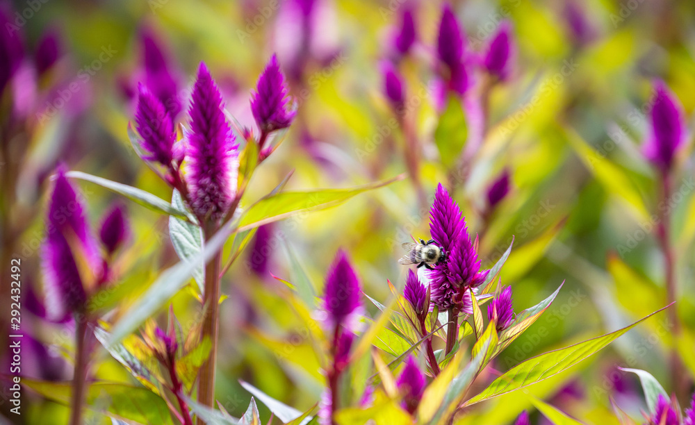 Large bee lands on pointy purple flower in outdoor garden Large bee lands on pointy purple flower in outdoor garden