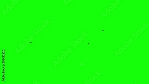 Black bird fly on top at green screen background. Chroma key