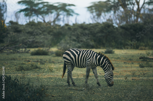 Photo of the zebra in the wild