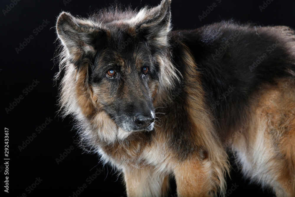 Calmholme cheap german shepherds