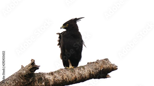 Long-crested eagle in a tree photo