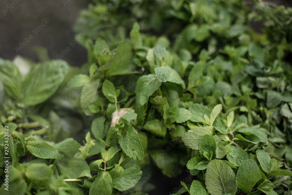 Fresh herbs mint for cooking. Fresh herbs mint for cooking.