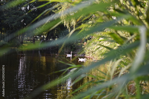 swan in pond