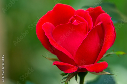 Single velvety red rose against a blurred, green leafy background.
