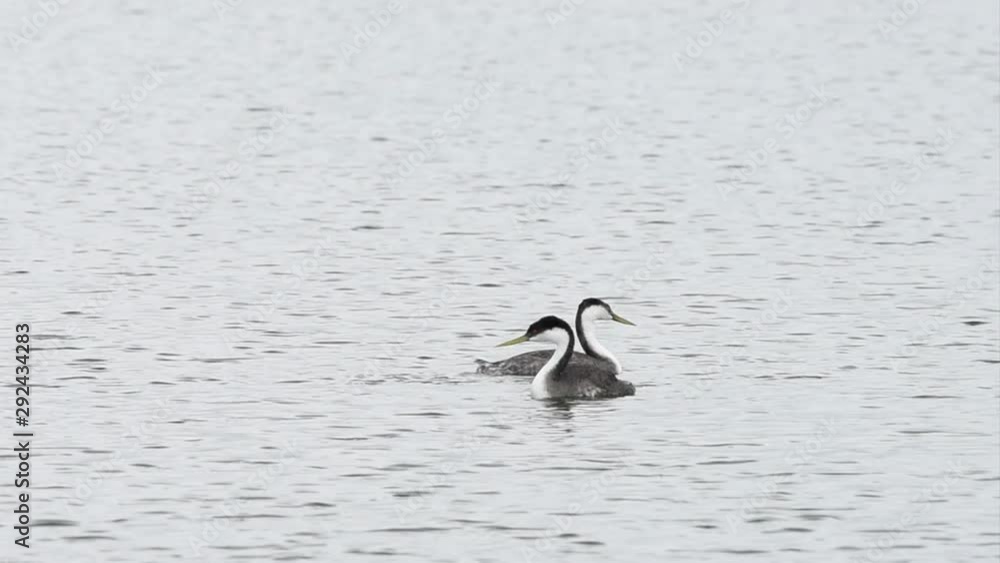 HD Video of Western Grebes swimming and preening in a lake on a cloudy day. the Western Grebe breeds in lakes and ponds across the American West and winters primarily off the Pacific Coast. HD Video of Western Grebes swimming and preening in a lake on a cloudy day. the Western Grebe breeds in lakes and ponds across the American West and winters primarily off the Pacific Coast.