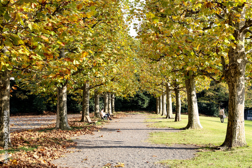 Rows of trees with yellow leaves in Autumn in Japan at the Shinjuku park