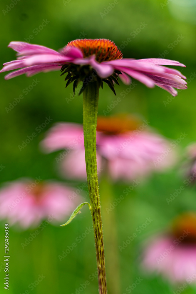 Obraz premium magiczny kwiat