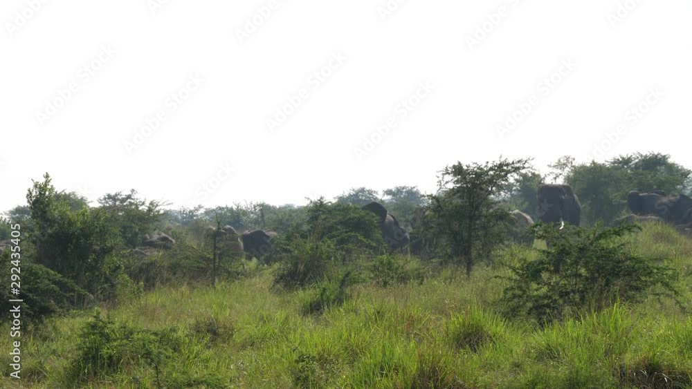 Savanna elephants in the bushes Savanna elephants in the bushes