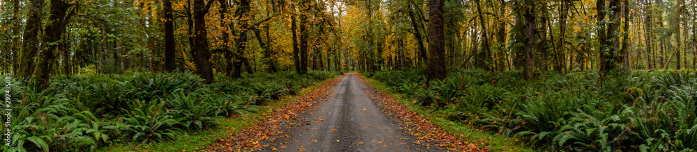 Dirt Road In Rain Forest Pano