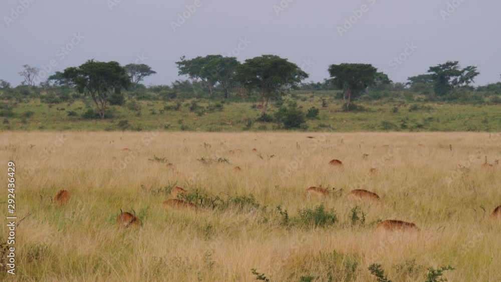 Kob - Kobus kob - on the savanna in Uganda Kob - Kobus kob - on the savanna in Uganda