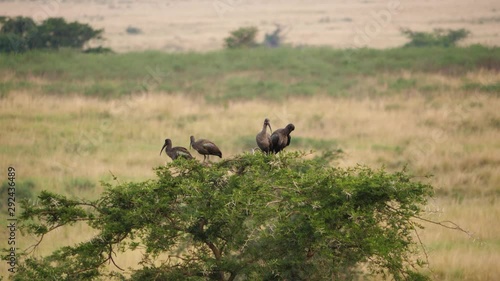 Hadeda/Hadada ibis - Bostrychia hagedash photo