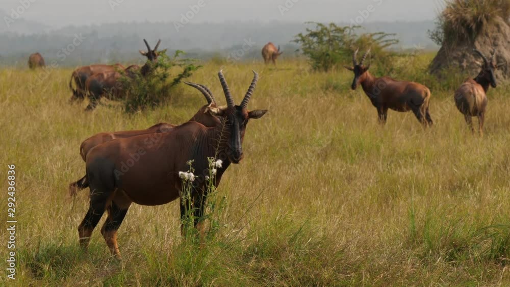 Topi antelopes on a field, Ishasha, Uganda Topi antelopes on a field, Ishasha, Uganda