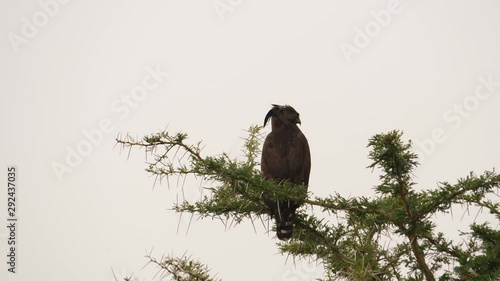 Long-crested eagle in rainy weather photo