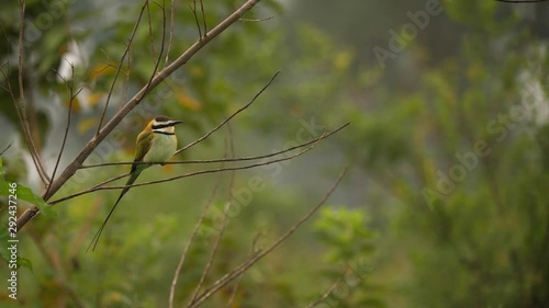 White-throated bee-eater - Merops albicollis photo