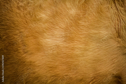 The fur of cows dyed orange and the fabric