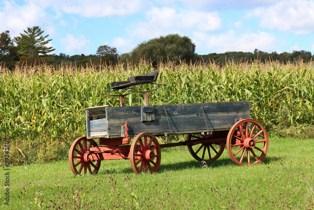 old, weathered wooden horse wagon in a field of corn
