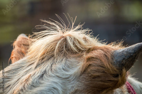 Fur on the head of a cow