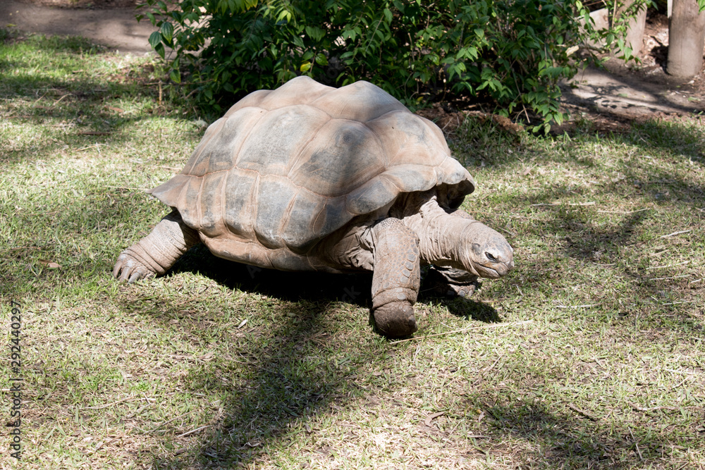 Fototapeta premium this is a three quarter view of a aldabra giant tortoise