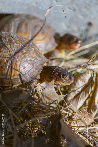 box turtle in the woods