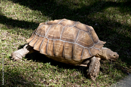 this is a side view of an aldabra giant tortoise