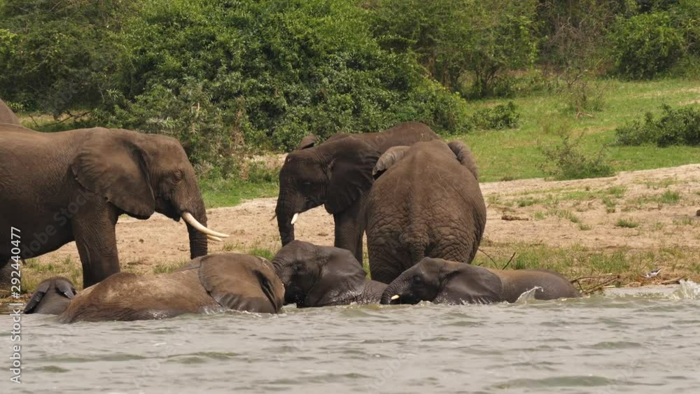 Elephants diving in the Kazinga channel Elephants diving in the Kazinga channel