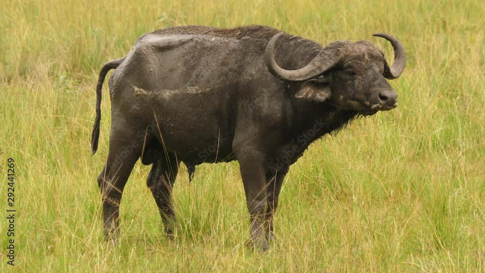 African buffalo pooping African buffalo pooping