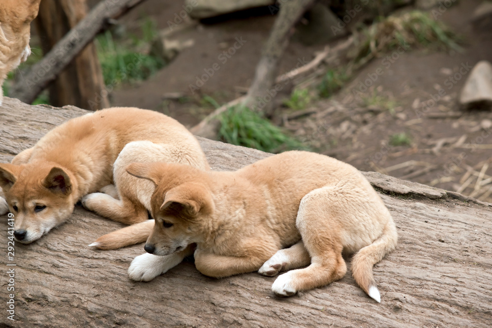 the two dingo puppies are resting the two dingo puppies are resting