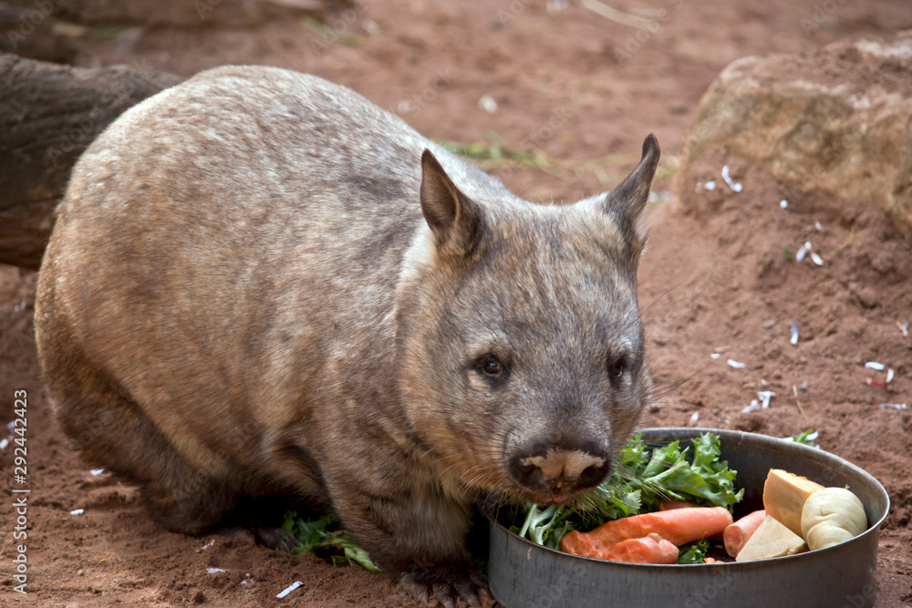 the hairy nosed wombat is a vegetarian, he is eating vegetables the hairy nosed wombat is a vegetarian, he is eating vegetables