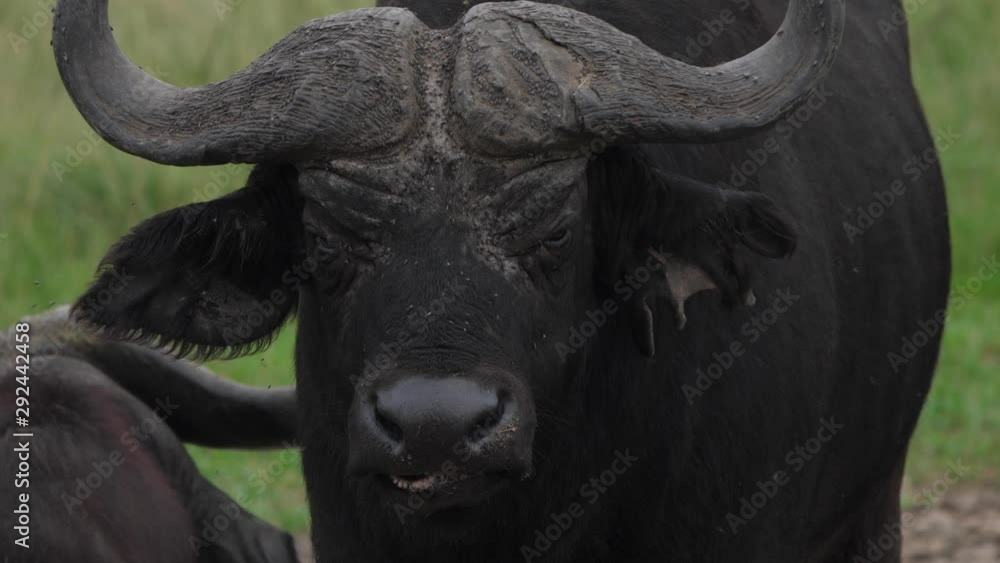 African buffalo surrounded by flies, Uganda African buffalo surrounded by flies, Uganda