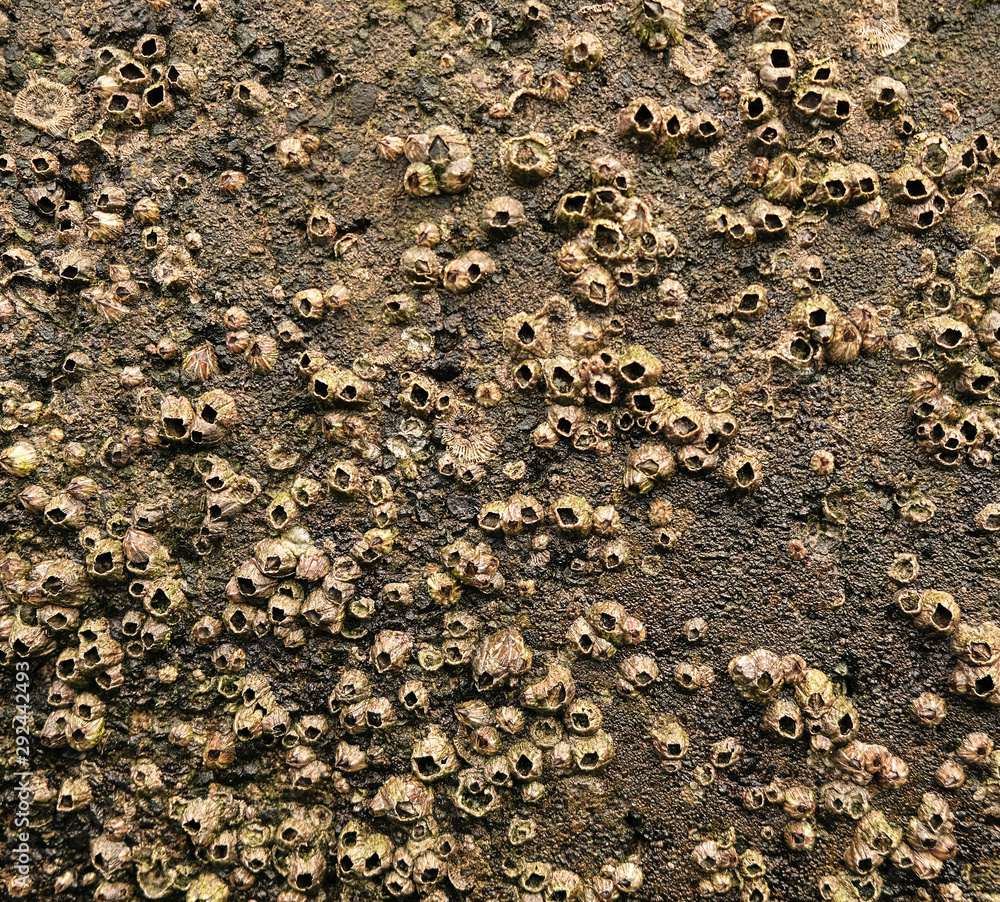 Barnacles of the acorn barnacle family (Balanomorpha). Barnacles of the acorn barnacle family (Balanomorpha).
