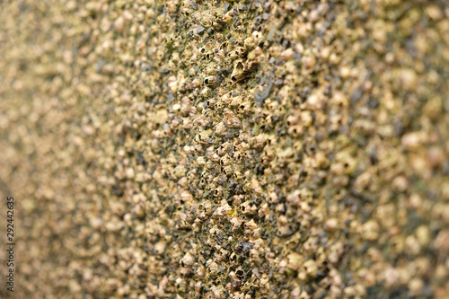 Barnacles of the acorn barnacle family (Sessilia).