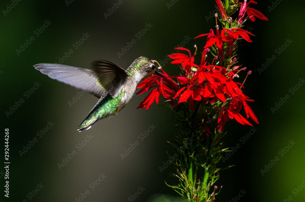 Obraz premium Hummingbird and Cardinal Flower