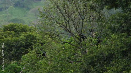 Mantled guereza (Colobus guereza) in a tree