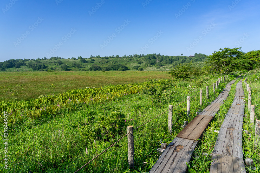 Fototapeta premium 霧ヶ峰 夏の八島ヶ原湿原 長野県
