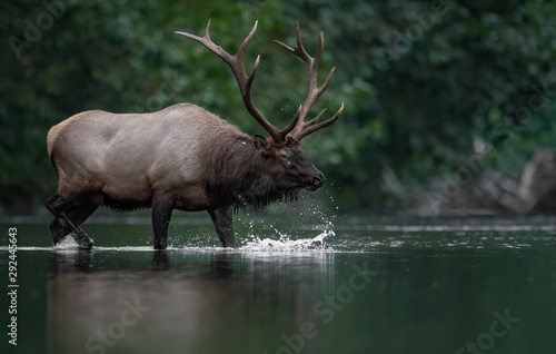 Bull Elk Crossing a Creek in Pennsylvania  © Harry Collins