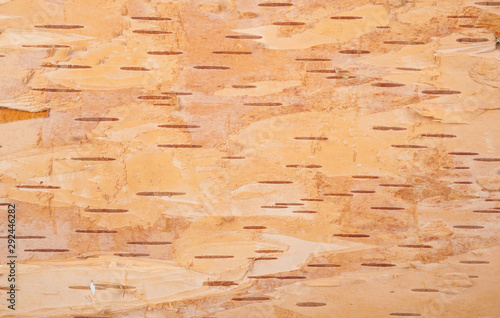 Bild auf Leinwand birch bark natural texture background