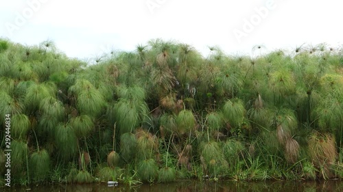 Papyrus in Mabamba wetland, Uganda