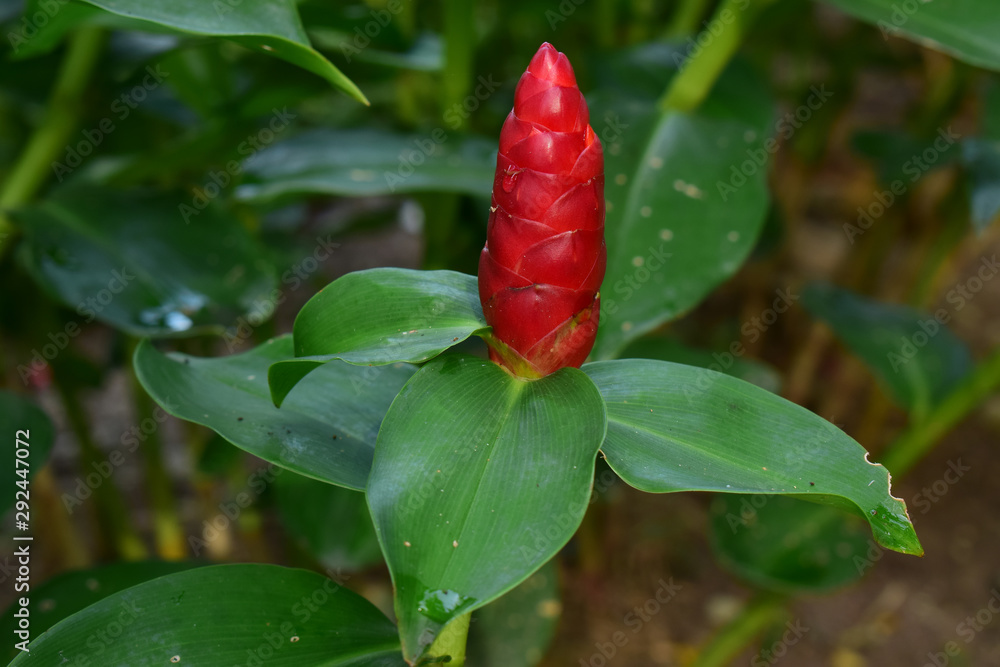 Red ginger planted in the garden begins to bloom in red. Is a beautiful native plant There are bright colors as a covering of inflorescences. The real flower is small on top. Red ginger planted in the garden begins to bloom in red. Is a beautiful native plant There are bright colors as a covering of inflorescences. The real flower is small on top.