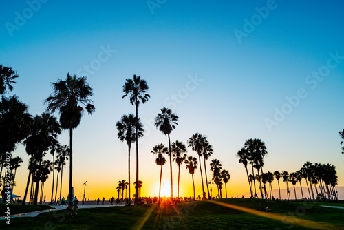 Venice beach palm trees at sunset in Los Angeles in California USA