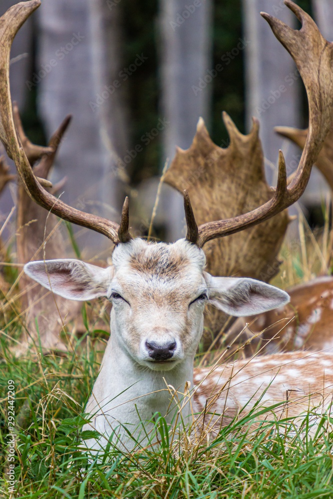 Deer stag in field portrait