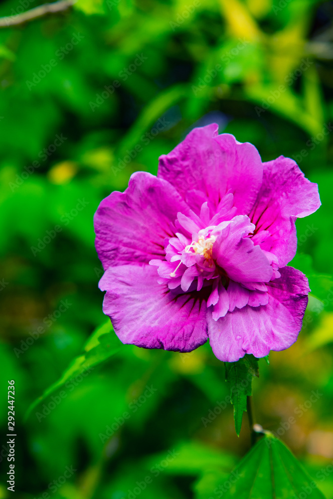 Naklejka premium purple flower in the garden