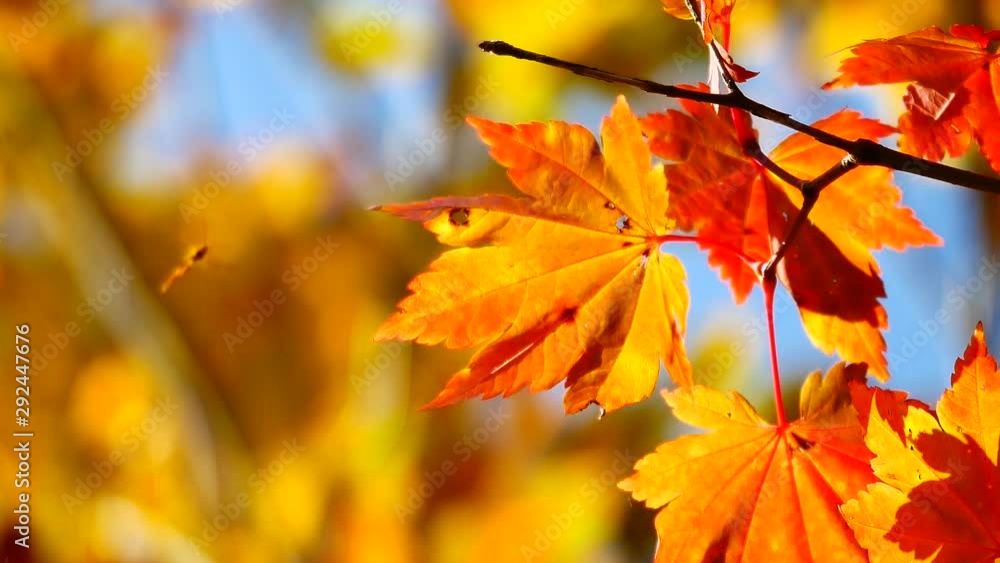 Nature Video Scenario scene close up of colorful maple leaf that is blowing by the wind and maple leaves are changing colors in the autumn with blur colorful bokeh background,Nature concept. Nature Video Scenario scene close up of colorful maple leaf that is blowing by the wind and maple leaves are changing colors in the autumn with blur colorful bokeh background,Nature concept.