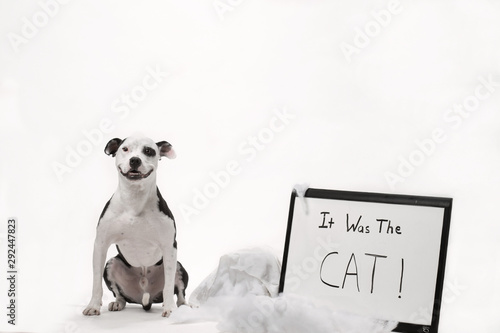Fotografi Smiling pit bull terrier with ripped up pillow blaming cat