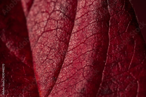 Red autumn leaf of a tree.