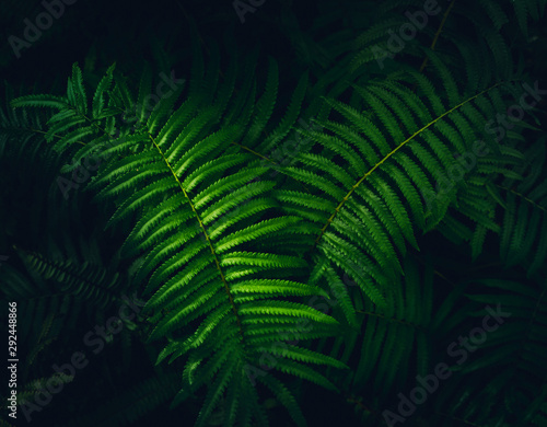 Dark green leaves pattern background.Natural green fern in the forest.